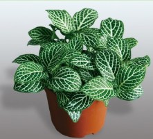 微景觀適用80# 小火焰網(wǎng)紋草