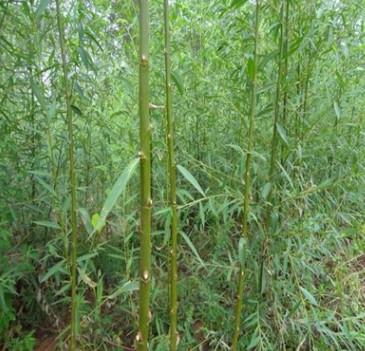 基地直銷垂柳風(fēng)景樹竹柳 庭院桂花樹苗檜柏綠化苗品種規(guī)格齊全