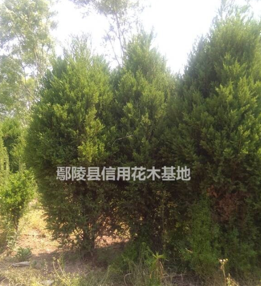 河南儈相，刺柏，塔柏