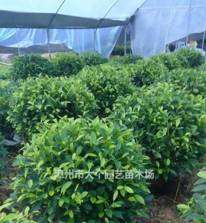 漳州市黃金榕球供應