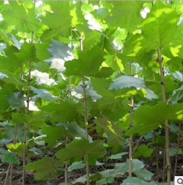 QQ截圖20190718174714