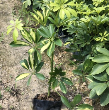 供應(yīng)清香木