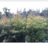 小葉楨楠小苗 小葉楨楠價格 小葉楨楠苗圃種植小苗