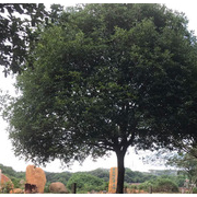 英德市望埠鎮佳園苗木桂花 場