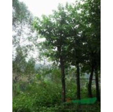 福建羊蹄甲｜漳州羊蹄甲｜馬口羊蹄甲