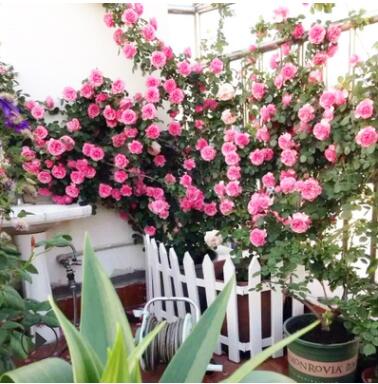 歐月藤本月季玫瑰薔薇花苗爬藤植物花卉多季開花盆栽耐寒花卉耐熱