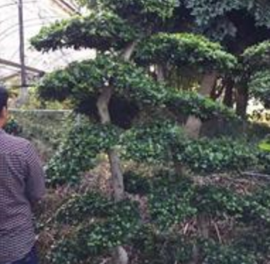 造型榕盆景/福建造型榕/提供各種規格造型榕