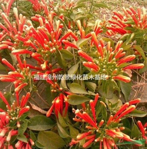 炮仗花價格，福建漳州炮仗花價格