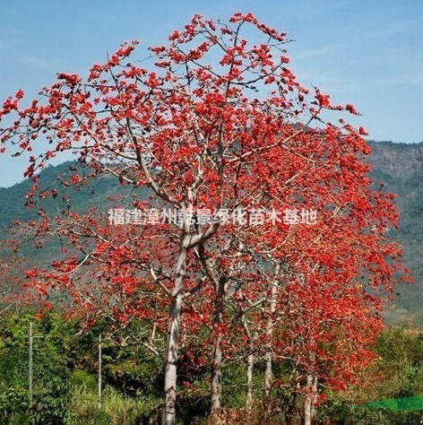 福建木棉樹價格