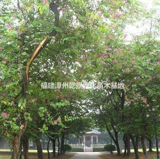 紅花羊蹄甲價格，粉花羊蹄甲價格