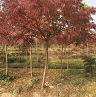 大小規格日本黃櫨基地