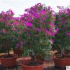 耐寒三角梅道路綠化盆栽 云南紫三角盆 公路三角梅盆栽 盆栽批發