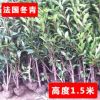 法國(guó)冬青苗庭院植物工程綠化苗木籬笆法國(guó)冬青樹(shù)珊瑚樹(shù)苗四季常青
