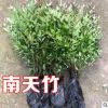 南天竹綠化苗木批發(fā)庭院植物綠化南天竹 天竺 南天竺 紅天竹盆栽