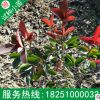 高桿紅葉石楠樹(shù)苗基地批發(fā)球形火焰紅包郵地栽紅羅賓庭院地被植物