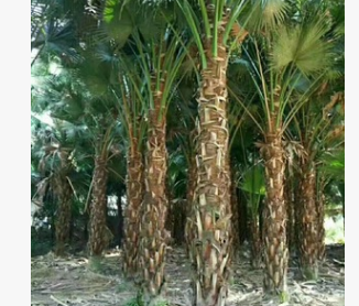 【園林綠化】蒲葵桿高0.5~5米 蒲葵價格 蒲葵報價 蒲葵批發價