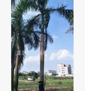 大王椰子 頭徑30~45cm 桿高1~6米 耐寒棕櫚植物 基地直銷