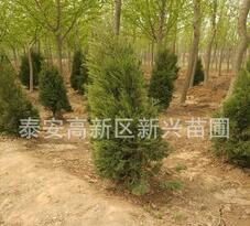 苗圃直銷四季常青綠化苗 行道樹 蜀檜 檜柏 1.5米高以上