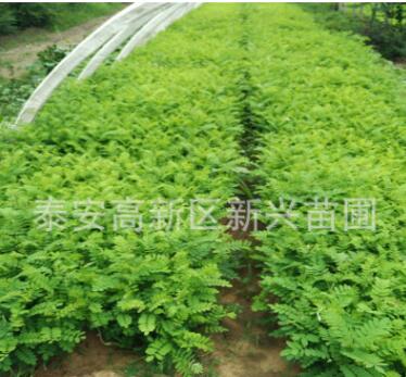 刺槐樹苗 別名洋槐樹苗、香花槐苗，洋槐樹花