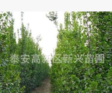 東基地供應(yīng)北海道黃楊 北海道小苗 大葉黃楊 冬青球等綠化苗木