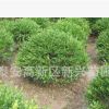 優質冬青苗出售 冬青球大量批發 經營各種綠化苗木