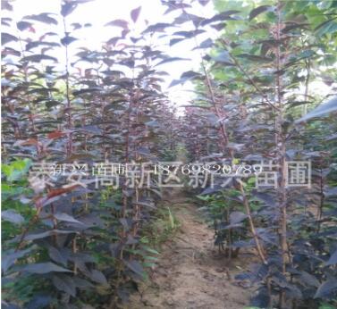 直供2-3cm櫻花苗 櫻花樹苗基地