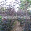 直供2-3cm櫻花苗 櫻花樹苗基地