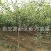 苗圃直銷紅嘎啦蘋果樹 紅富士蘋果樹 規格齊全 量大從優