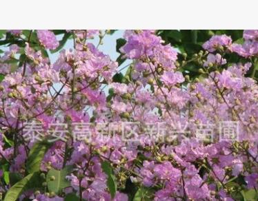 低價(jià)供應(yīng)根系發(fā)達(dá)的西府海棠 優(yōu)質(zhì)西府海棠 高成活率西府海棠