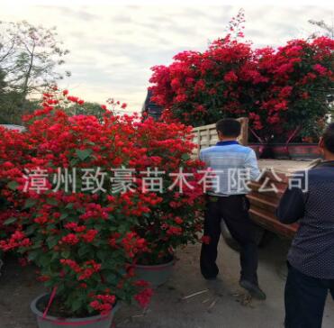 福建同安紅三角梅盆栽苗工程苗