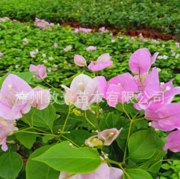 三角梅紅纓漳州紅纓三角梅盆栽四季花卉苗木工程綠化苗木