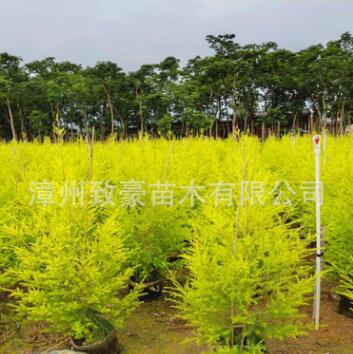 福建黃金寶樹樹苗又名黃金香柳