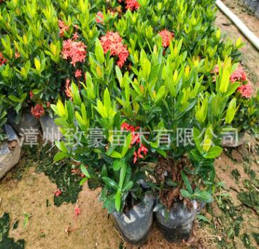 福建小葉龍船花苗小葉龍船花_小葉龍船花價格_優質小葉龍船花批發