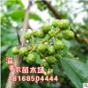 食用果樹九葉青花椒樹苗南方北方種植庭院籬笆大紅袍花椒種子包郵