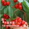 批發果樹苗 國外引進品種【沙米豆櫻桃 車厘子】 特大果櫻桃樹苗