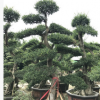 福建場地直銷榆樹盆景、物美價廉，歡迎來電咨詢