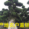 福建小葉榕盆景價格 批發 榕樹盆景報價 規格齊全