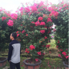 三角梅樹樁 三角梅盆景 造型三角梅 三角梅樁景 農戶直接報價