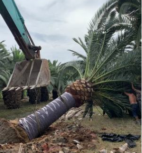 五百畝加拿利海棗基地 一手貨源 專業養護技術指導確保成活率