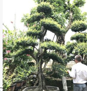 買榆樹樹樁 買造型榆樹找小黃物美價廉