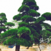日本羅漢松報價 造型羅漢松 盆景羅漢松直銷 自家東西 歡迎咨詢