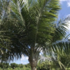 國王椰子桿高2-6米，桿徑粗壯，一手貨源，產(chǎn)地農(nóng)戶直銷，價格低