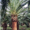 加拿利海棗桿高1-2-3米，頭徑60-100公分，基地大量促銷 價低質(zhì)優(yōu)