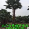 福建精品老人葵樹便宜處理 桿高1-9米 頭徑60-70cm 鱗片結(jié)實(shí)