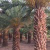 精品中東海棗桿高1-7米，頭徑40-60公分，鱗片完整，價(jià)格便宜