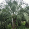 福建百畝精品布迪椰子批發桿高1米-2米-3米 一手貨源 價格便宜