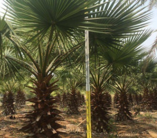 福建粗壯老人葵桿高1-9米，800畝基地低價批發，成活率高
