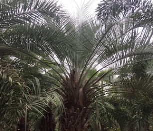 福建產地直銷精品粗壯布迪椰子桿高0.5-3米，價格便宜，成活率高