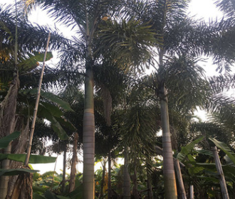 福建基地大量批發狐尾椰子桿高1-4米 桿徑粗壯 價格便宜 成活率高