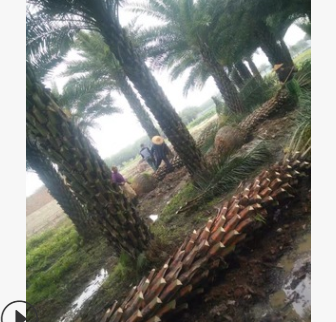 福建大量批發精品耐寒中東海棗桿高2-6米，價格便宜成活率高